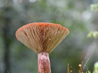 Lactarius rufus 4, Rossige melkzwam, Saxifraga-Luuk Vermeer