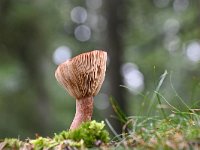 Lactarius rufus 6, Rossige melkzwam, Saxifraga-Luuk Vermeer