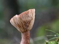 Lactarius rufus 8, Rossige melkzwam, Saxifraga-Luuk Vermeer