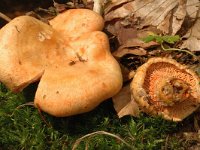 Lactarius salmonicolor 1, Zilversparmelkzwam, Saxifraga-Marijke Verhagen