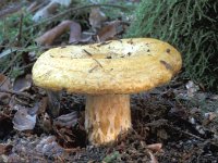 Lactarius scrobiculatus