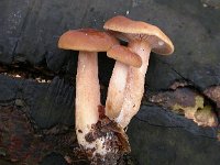 Lactarius subdulcis