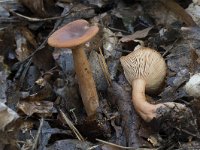 Lactarius tabidus