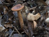 Lactarius tabidus 2, Rimpelende melkzwam, Saxifraga-Willem van Kruijsbergen