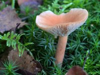 Lactarius tabidus 3, Rimpelende melkzwam, Saxifraga-Tom Heijnen