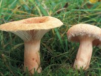 Lactarius torminosus, Woolly Milkcap