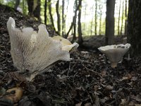 Lactifluus vellereus 5, Schaapje, Saxifraga-Luuk Vermeer