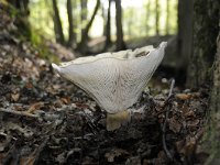 Lactifluus vellereus 7, Schaapje, Saxifraga-Luuk Vermeer