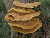 Laetiporus sulphureus 1, Zwavelzwam, Saxifraga-Willem van Kruijsbergen