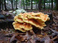 Laetiporus sulphureus 11, Zwavelzwam, Saxifraga-Jeroen Willemsen