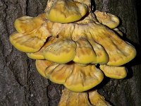 Laetiporus sulphureus 12, Zwavelzwam, Saxifraga-Rik Kruit