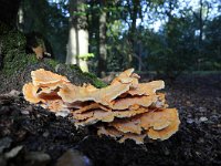 Laetiporus sulphureus 17, Zwavelzwam, Saxifraga-Luuk Vermeer