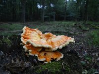 Laetiporus sulphureus 19, Zwavelzwam, Saxifraga-Luuk Vermeer