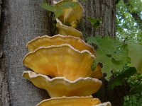 Laetiporus sulphureus 31, Zwavelzwam, Saxifraga-Ed Stikvoort