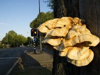 Laetiporus sulphureus 5, Zwavelzwam, Saxifraga-Jan van der Straaten