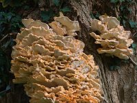 zwavelzwam  zwavelzwam op robinia bij begraafplaats Ermelo : Laetiporus sulhureus