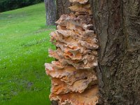 zwavelzwam  zwavelzwam op robinia bij begraafplaats Ermelo : Laetiporus sulphureus