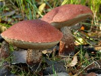 Leccinum aurantiacum 2, Rosse populierboleet, Saxifraga-Tom Heijnen