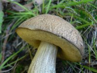 Leccinum crocipodium 1, Saxifraga-Jan Willem Jongepier