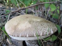 Leccinum duriusculum