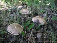 Leccinum duriusculum 2, Harde populierenboleet, Saxifraga-Rutger Barendse