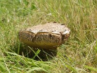 Leccinum duriusculum 4, Harde populierboleet, Saxifraga-Foto Fitis-Sytske Dijksen