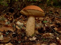 Leccinum quercinum, Orange Oak Bolete