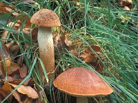 Leccinum quercinum 2, Eikenboleet, Saxifraga-Jan van der Straten