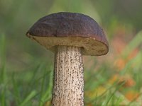 Leccinum scabrum 1, Gewone berkenboleet, Saxifraga-Luc Hoogenstein