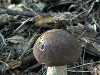 Leccinum scabrum 2, Gewone berkenboleet, Saxifraga-Jan de Laat