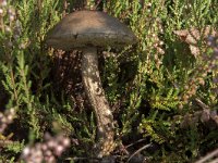 Leccinum scabrum 3, Gewone berkenboleet, Saxifraga-Willem van Kruijsbergen