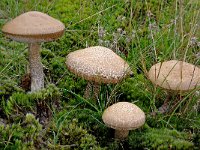 Leccinum schistophyllum