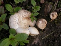 Lentinus tigrinus 1, Tijgertaaiplaat, Saxifraga-Peter Meininger