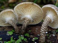 Lentinus tigrinus 3, Tijgertaaiplaat, Saxifraga-Lucien Rommelaars