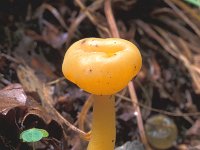 Leotia lubrica 1, Groene glibberzwam, Saxifraga-Jan de Laat