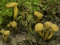 Leotia lubrica 12, Groene glibberzwam, Saxifraga-Willem van Kruijsbergen