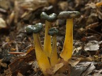 Leotia lubrica 4, Groene glibberzwam, Saxifraga-Willem van Kruijsbergen