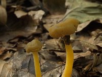 Leotia lubrica 8, Groene glibberzwam, Saxifraga-Willem van Kruijsbergen