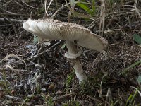 Lepiota aspera 1, Spitsschubbige parasolzwam, Saxifraga-Willem van Kruijsbergen