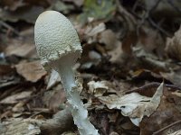 Lepiota clypeolaria 1, Bosparasolzwam, Saxifraga-Willem van Kruijsbergen