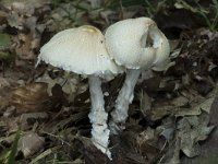 Lepiota clypeolaria 2, Bosparasolzwam, Saxifraga-Willem van Kruijsbergen