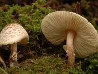 Lepiota kuehneri