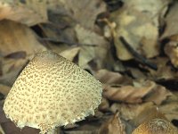 Lepiota magnispora 1, Geelbruine wolsteelparasolzwam, Saxifraga-Jan de Laat