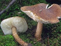 Lepiota perplexa 1, Egelparasolzwam, Saxifraga-Lucien Rommelaars