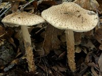 Lepiota perplexa 2, Egelparasolzwam, Saxifraga-Lucien Rommelaars