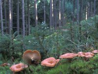 Lepista flaccida, Tawny Funnel Cap