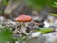 Leratiomyces ceres 1, Oranjerode stropharia, Saxifraga-Luuk Vermeer