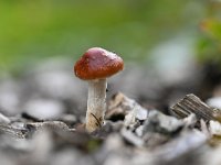 Leratiomyces ceres 3, Oranjerode stropharia, Saxifraga-Luuk Vermeer