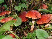 Leratiomyces ceres 9, Oranjerode  stropharia, Saxifraga-Foto Fitis-Sytske Dijksen