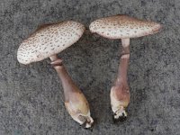 Leucoagaricus americana 1, Gebundelde champignonparasol, Saxifraga-Jan Willem Jongepier